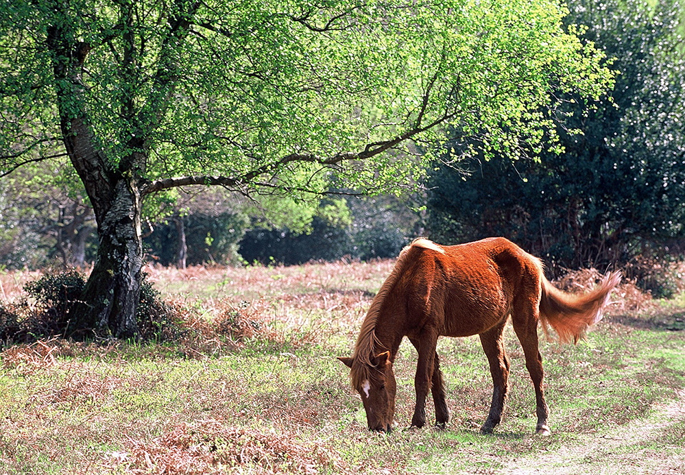 Spring Pony in Spring, Bramshaw Wood